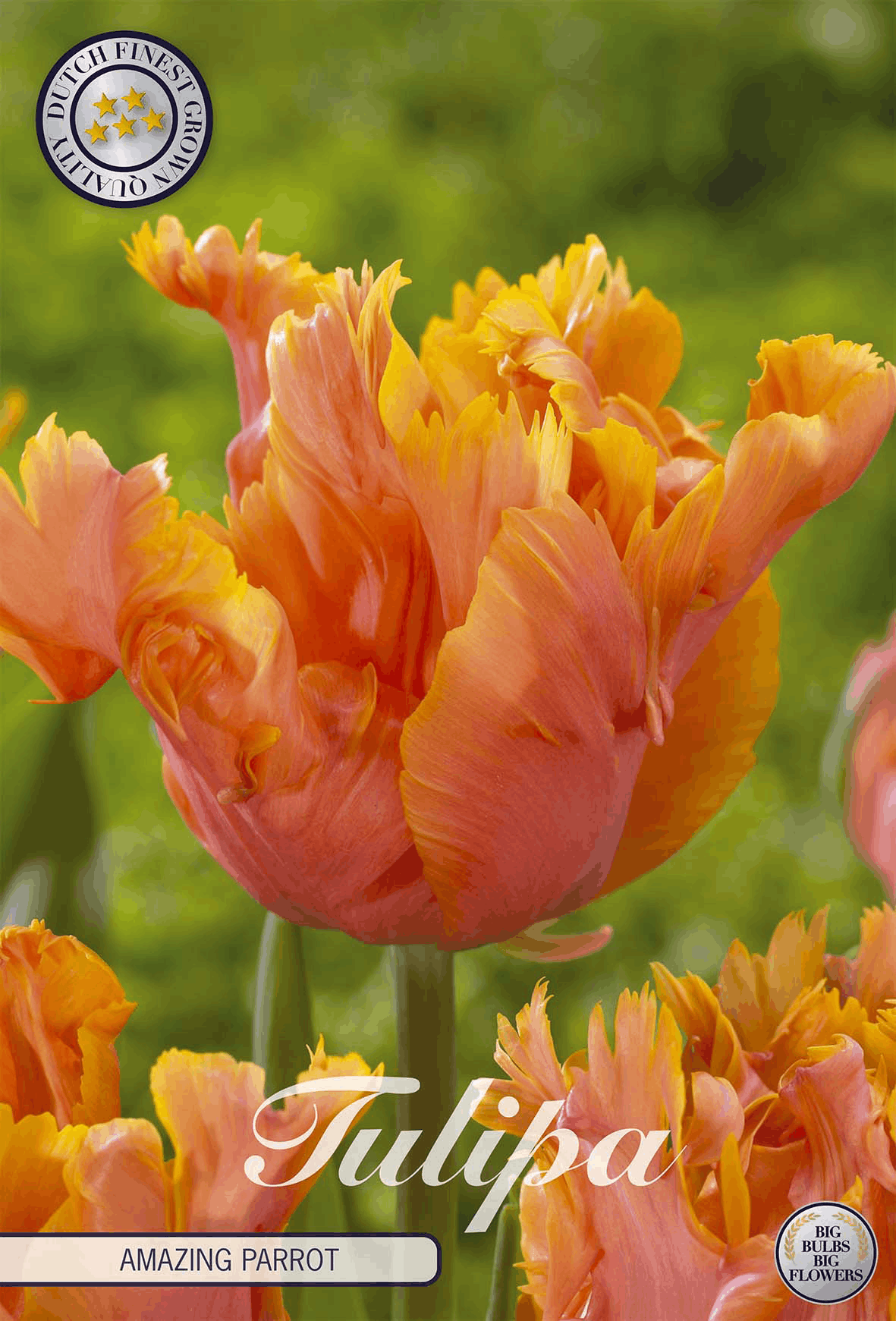 Parrot tulips