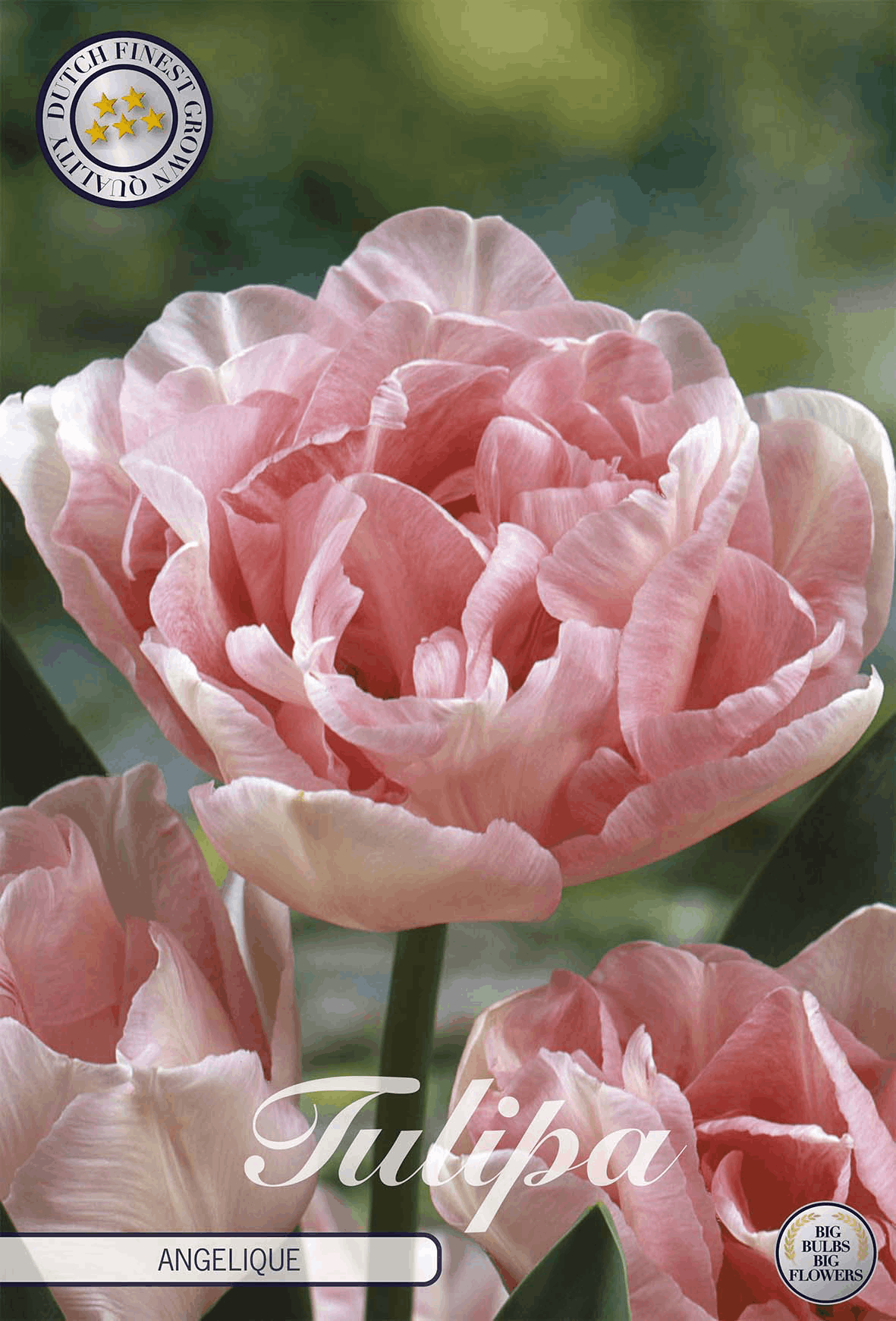 Peony tulips