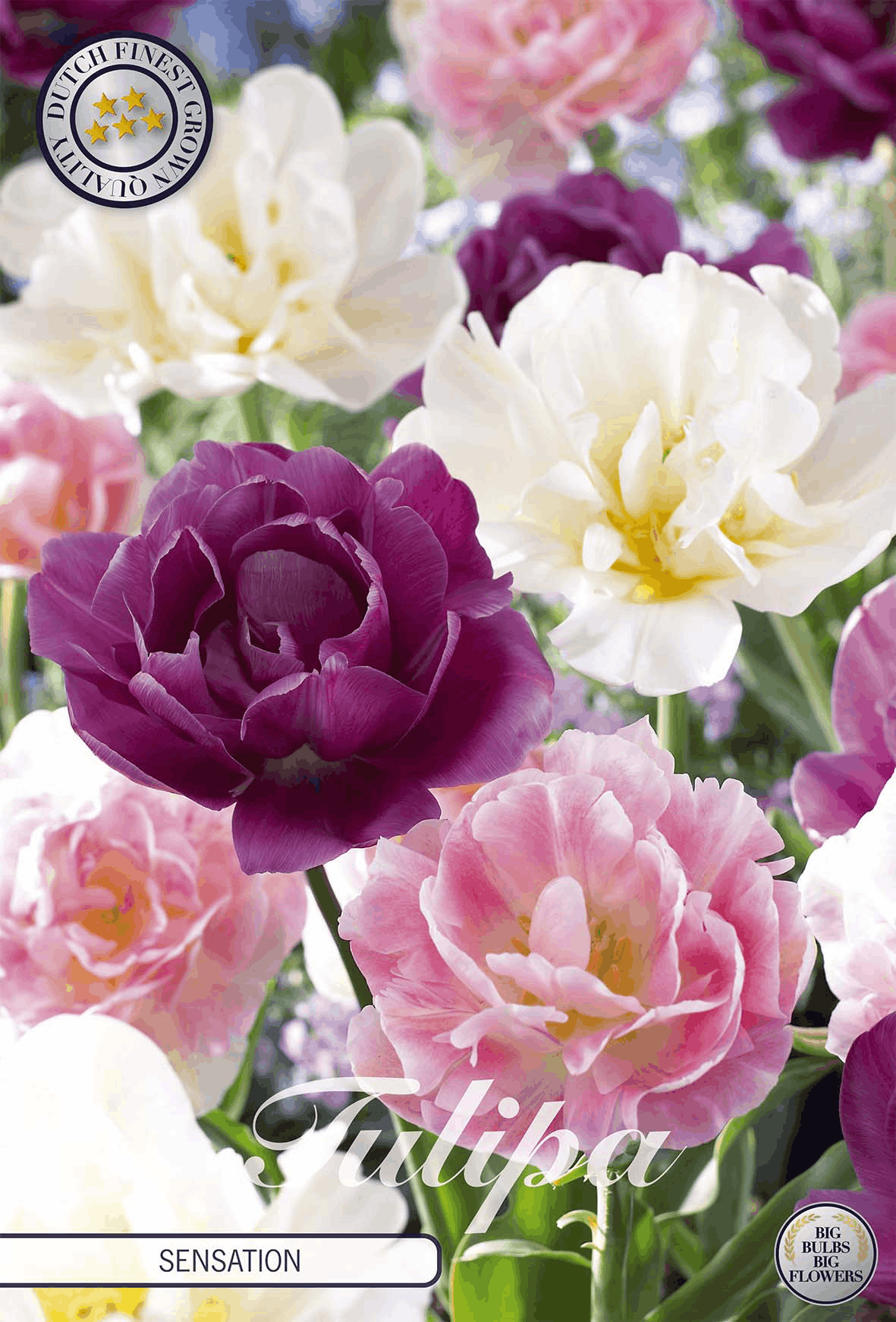 Paarse tulpen