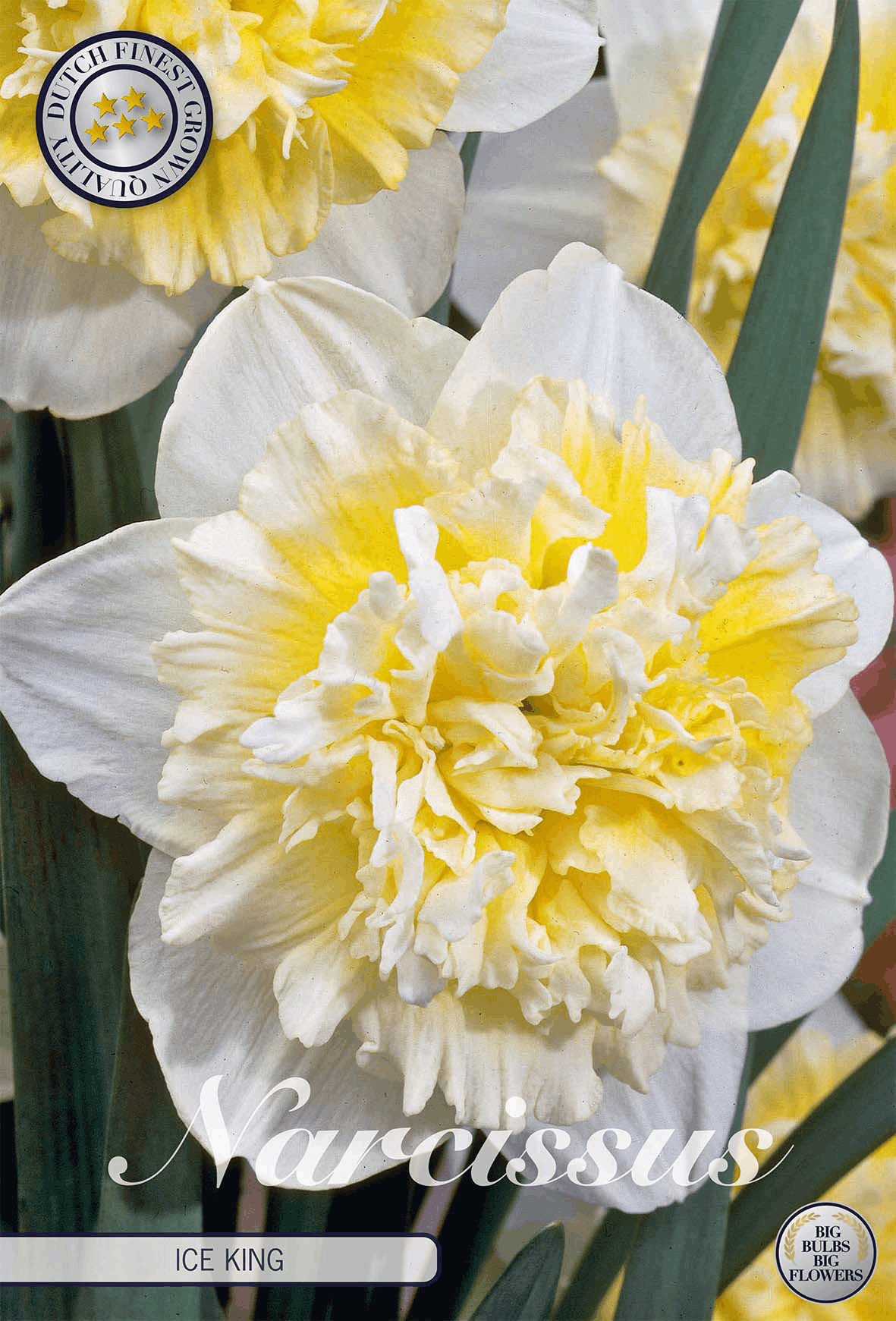 Gele narcissen