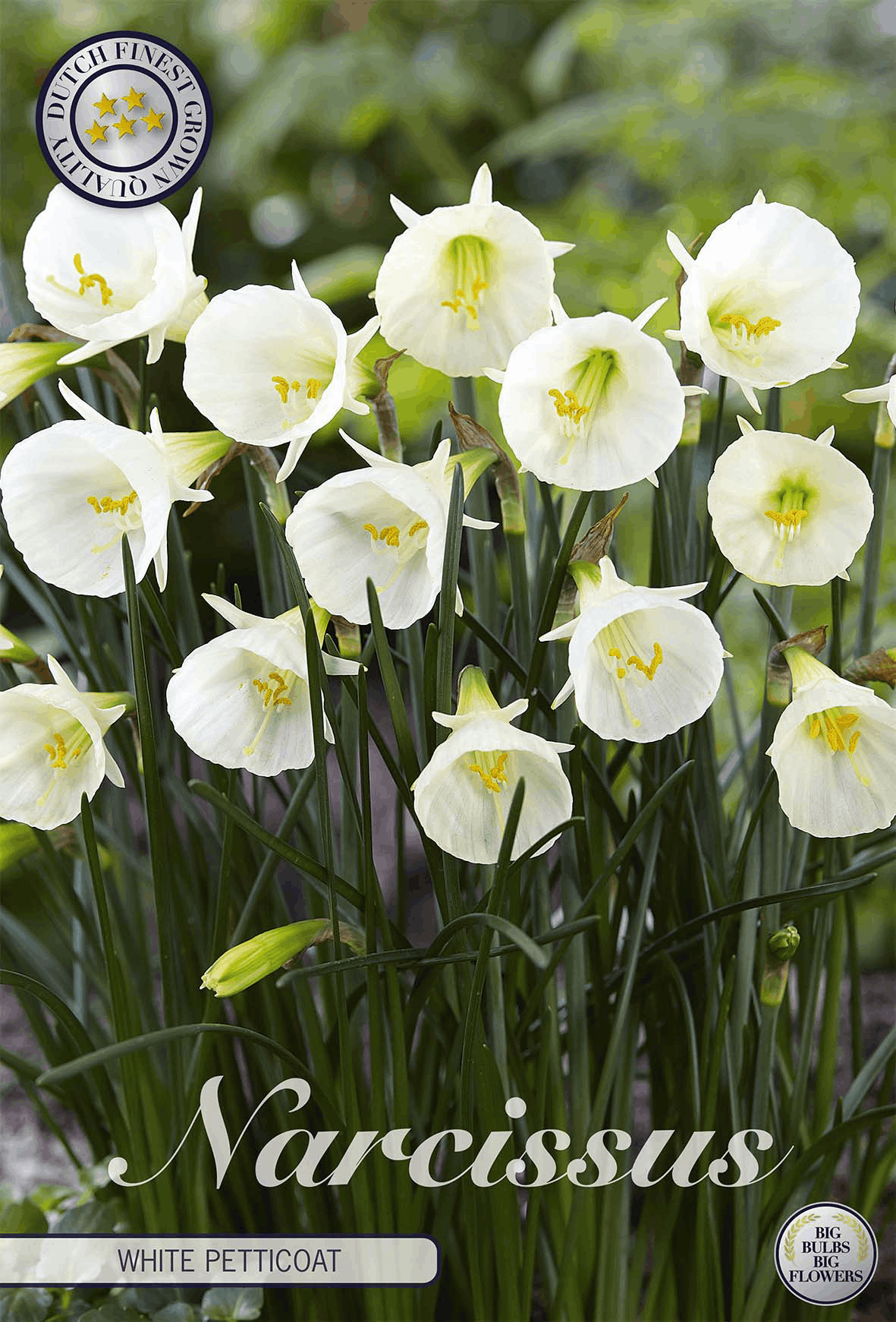 White daffodils