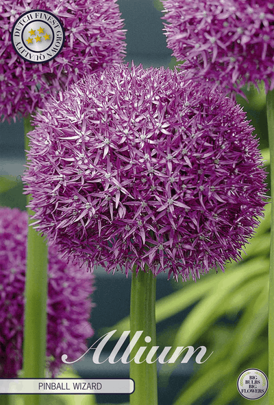 Allium Pinball Wizard