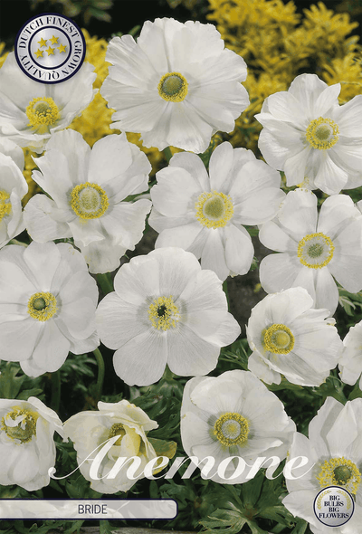 Anemone Bride