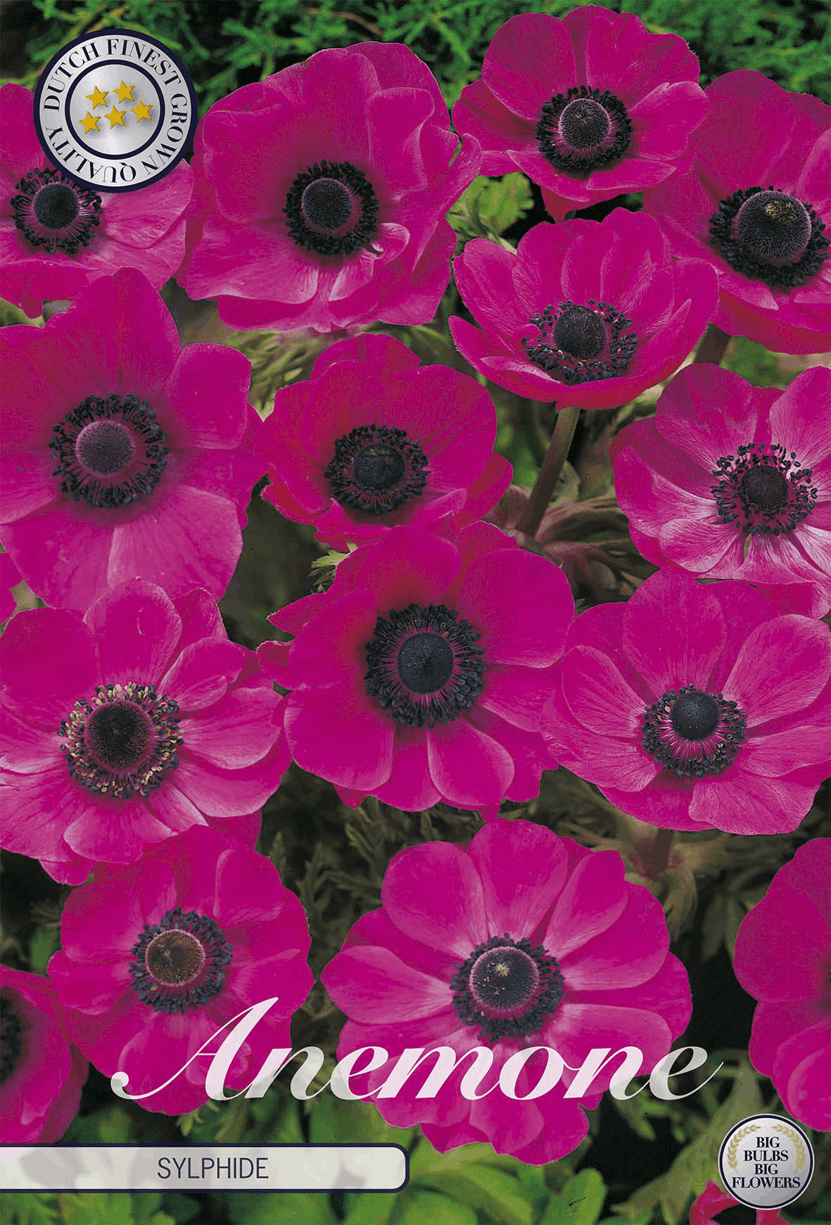 Anemone bulbs
