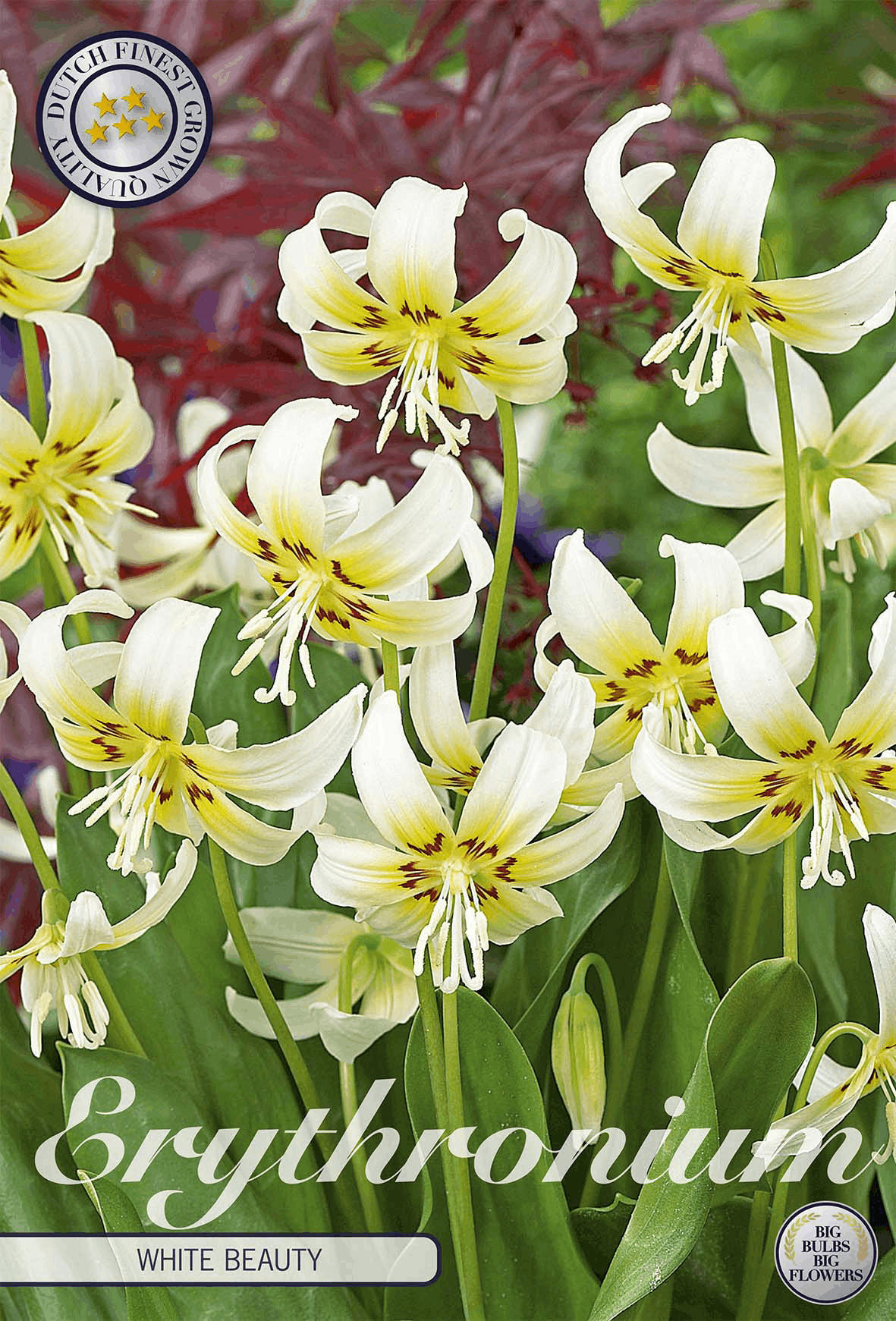 Erythronium bulbs