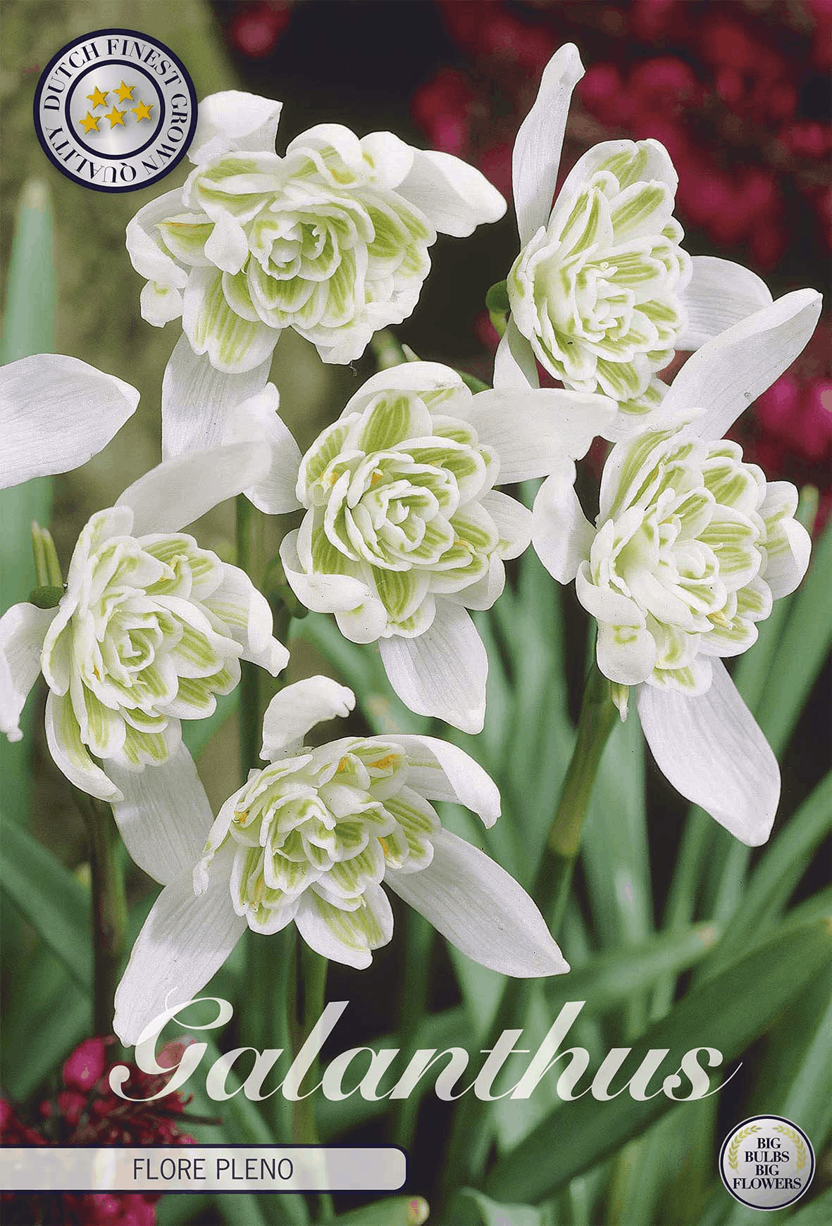 Flower bulbs