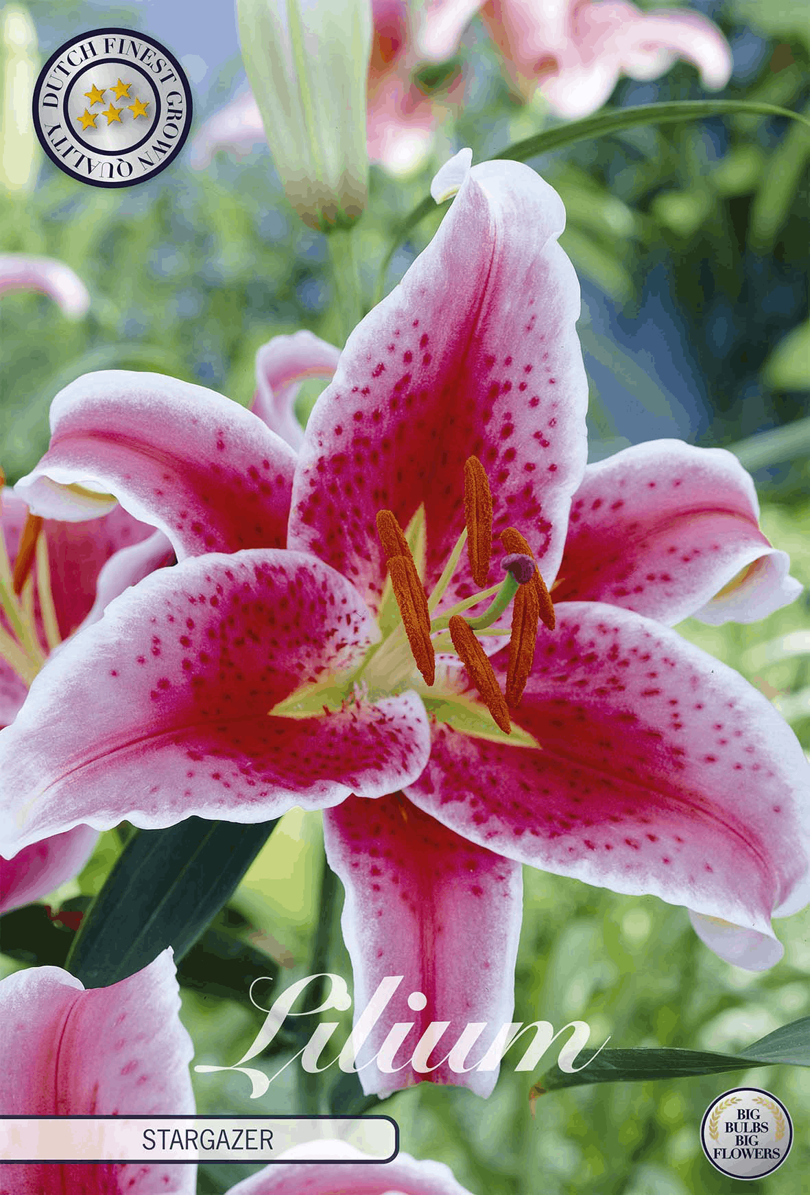Lilies