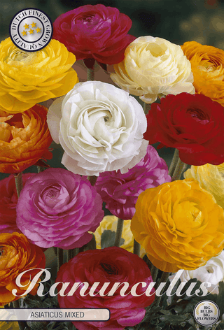 Ranunculus