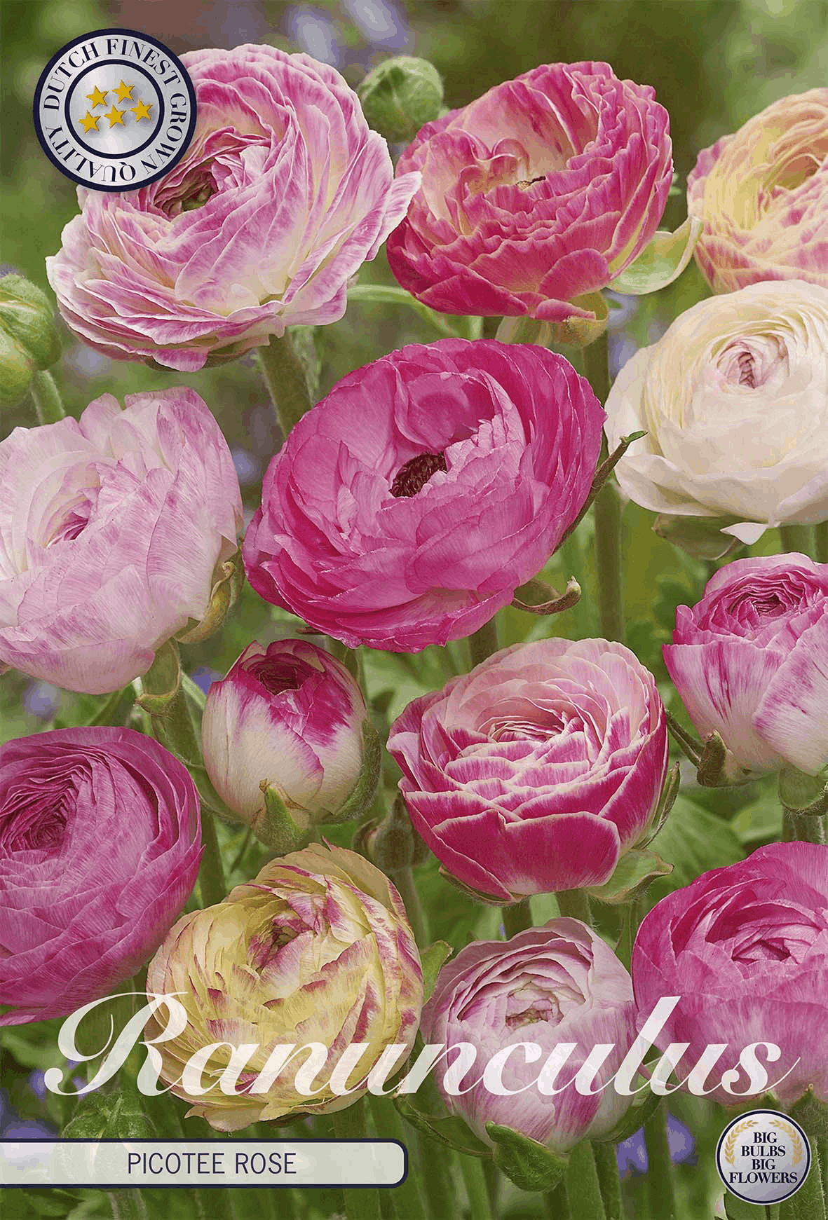 Ranunculus bulbs