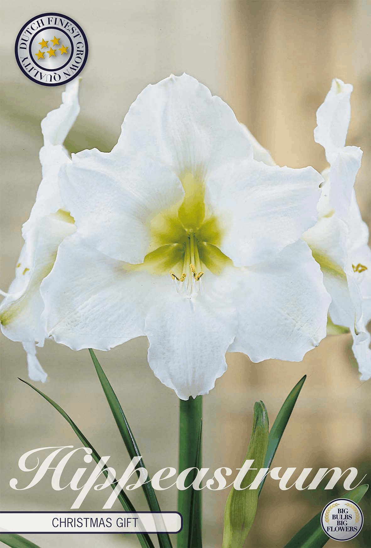 Witte amaryllis