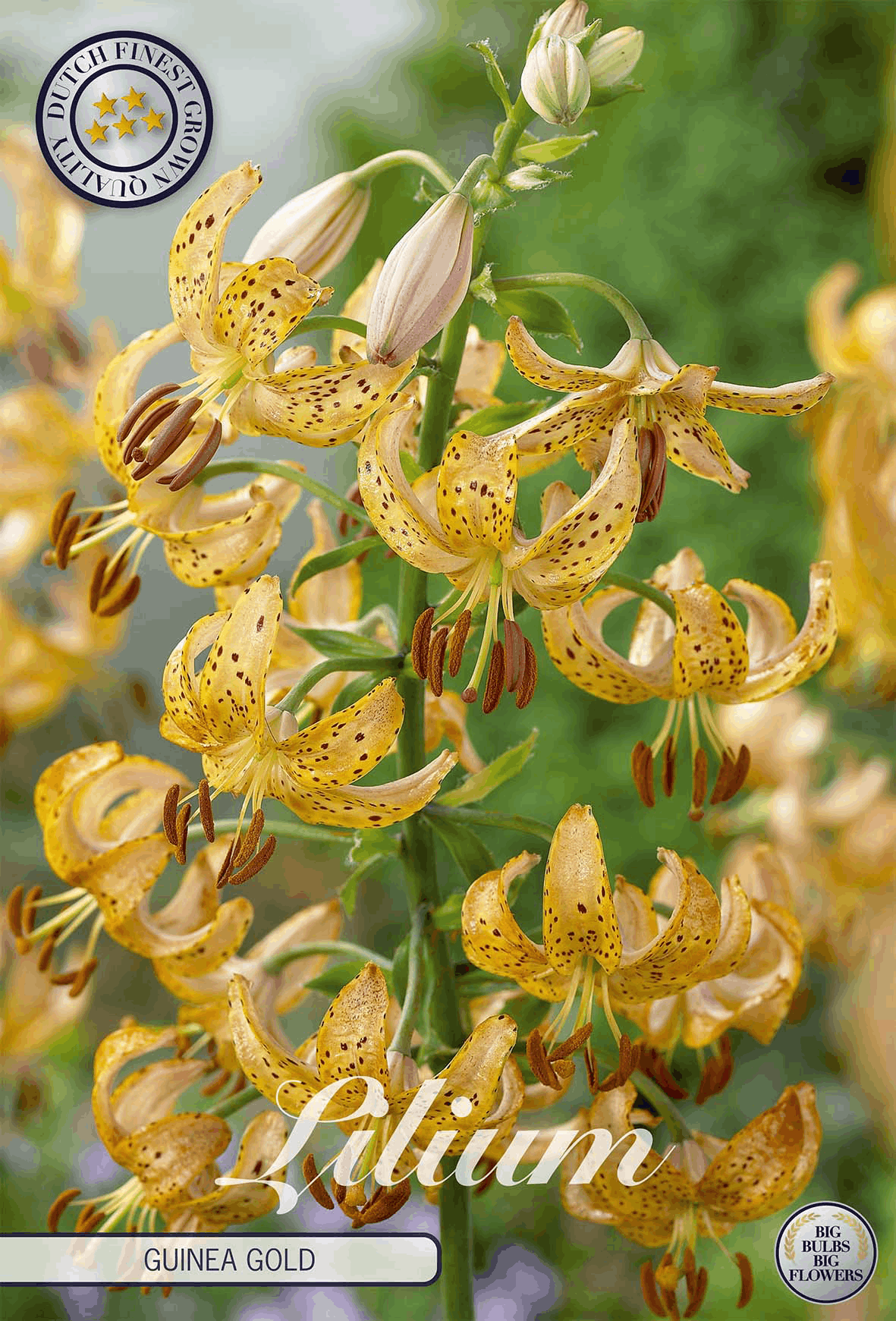Lily bulbs