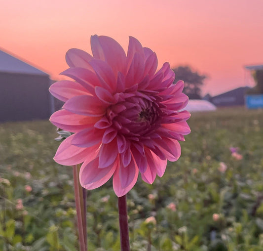 Dahlia Beauty Queen