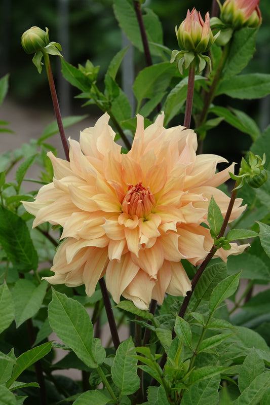 Dahlia Big Brother