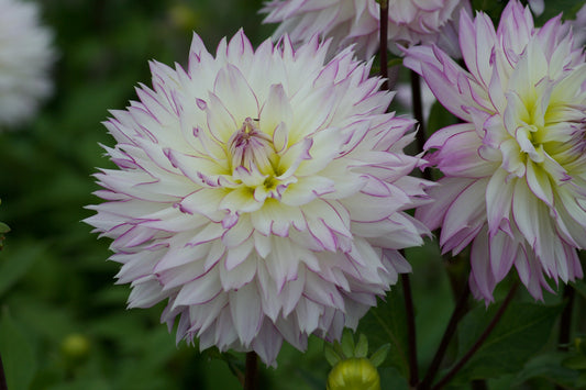 Dahlia Crazy Love