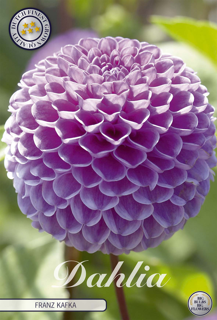 Dahlia Franz Kafka