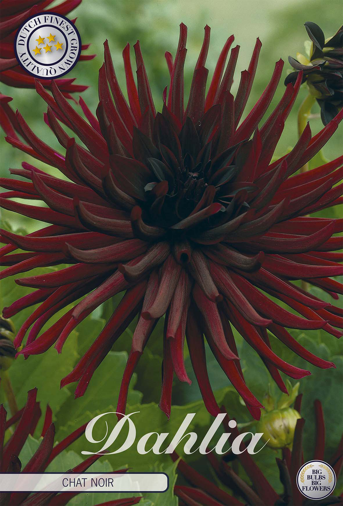 Dahlia Chat Noir