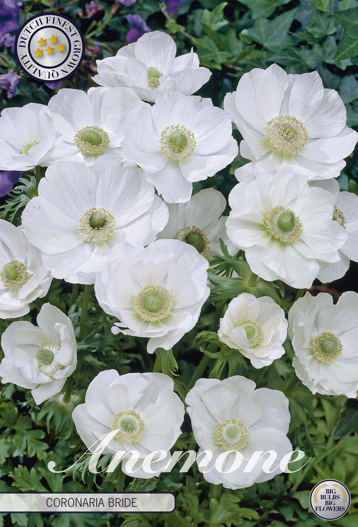 Anemone bulbs