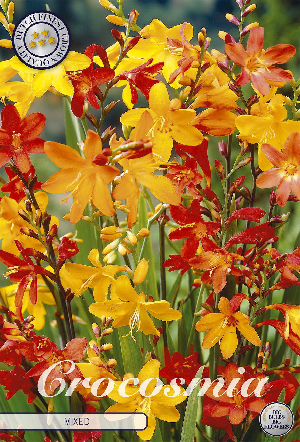 Crocosmia corms