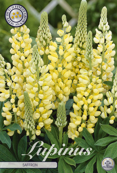 Lupinus Saffron