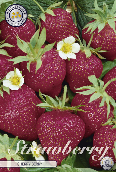 Strawberry Cherry Berry