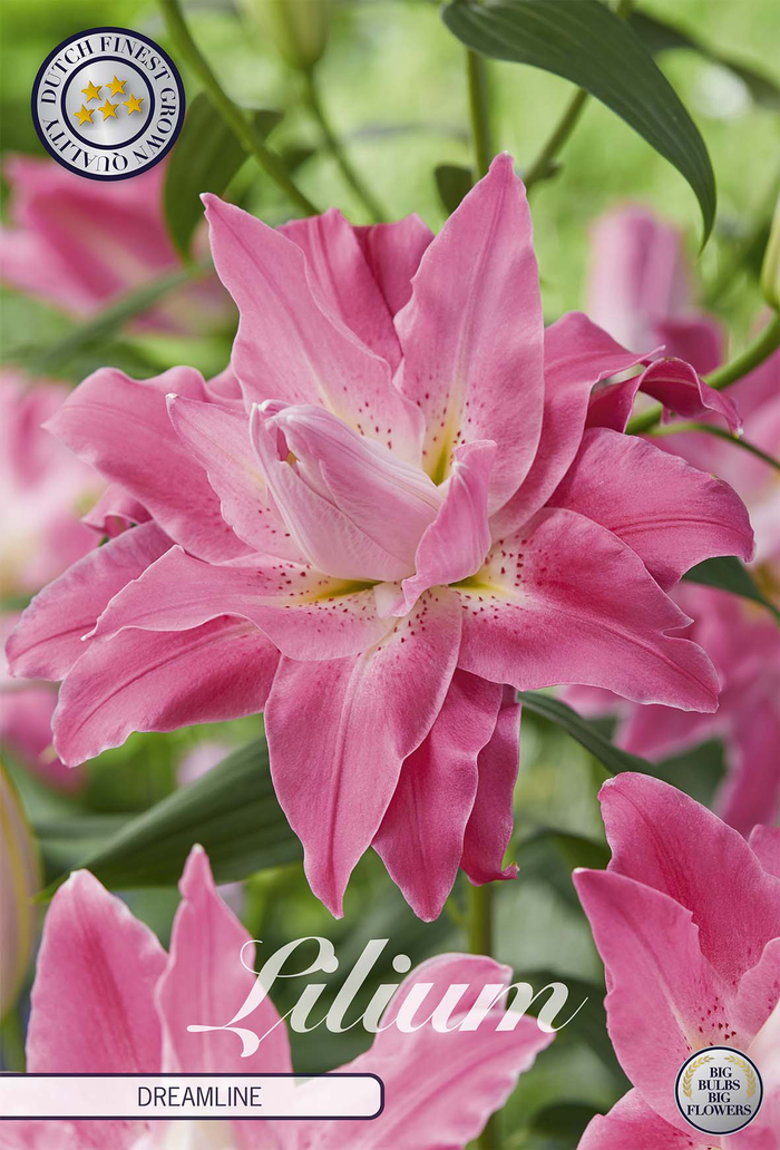 Lilium Dreamline