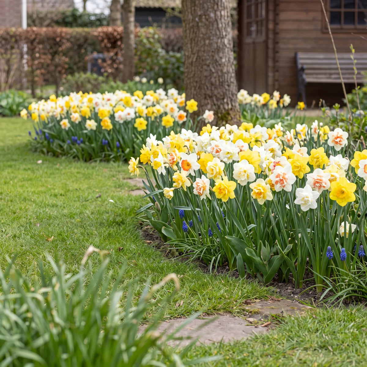 Narcissen in bloei in een Nederlandse voorjaarstuin