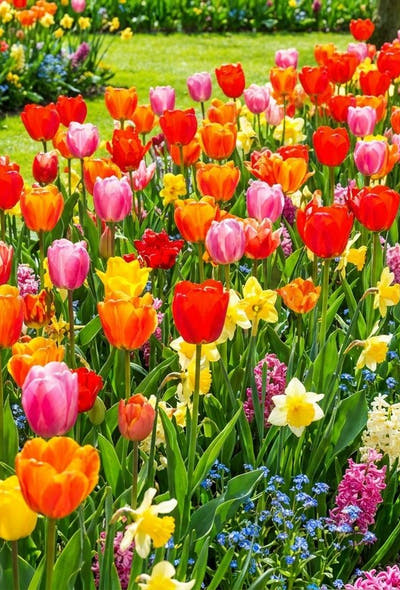 Kleurrijke tuin — Vrolijk Voorjaar