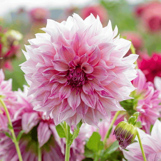 Dahlia Cafe au Lait Royal