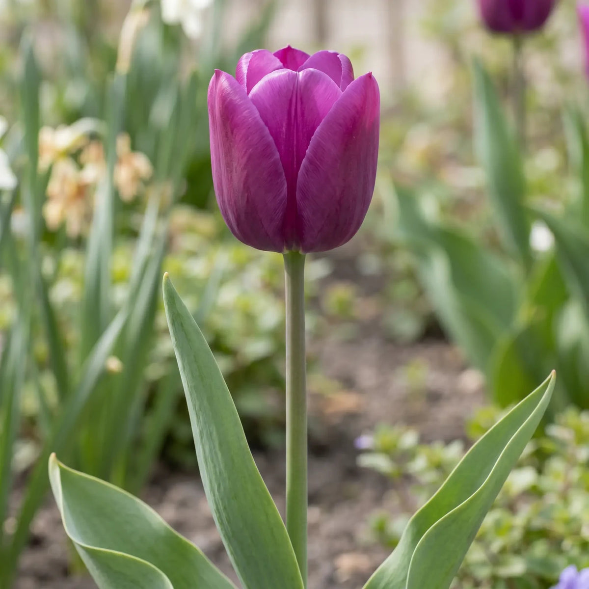 Tulipa Passio Glossy flower result