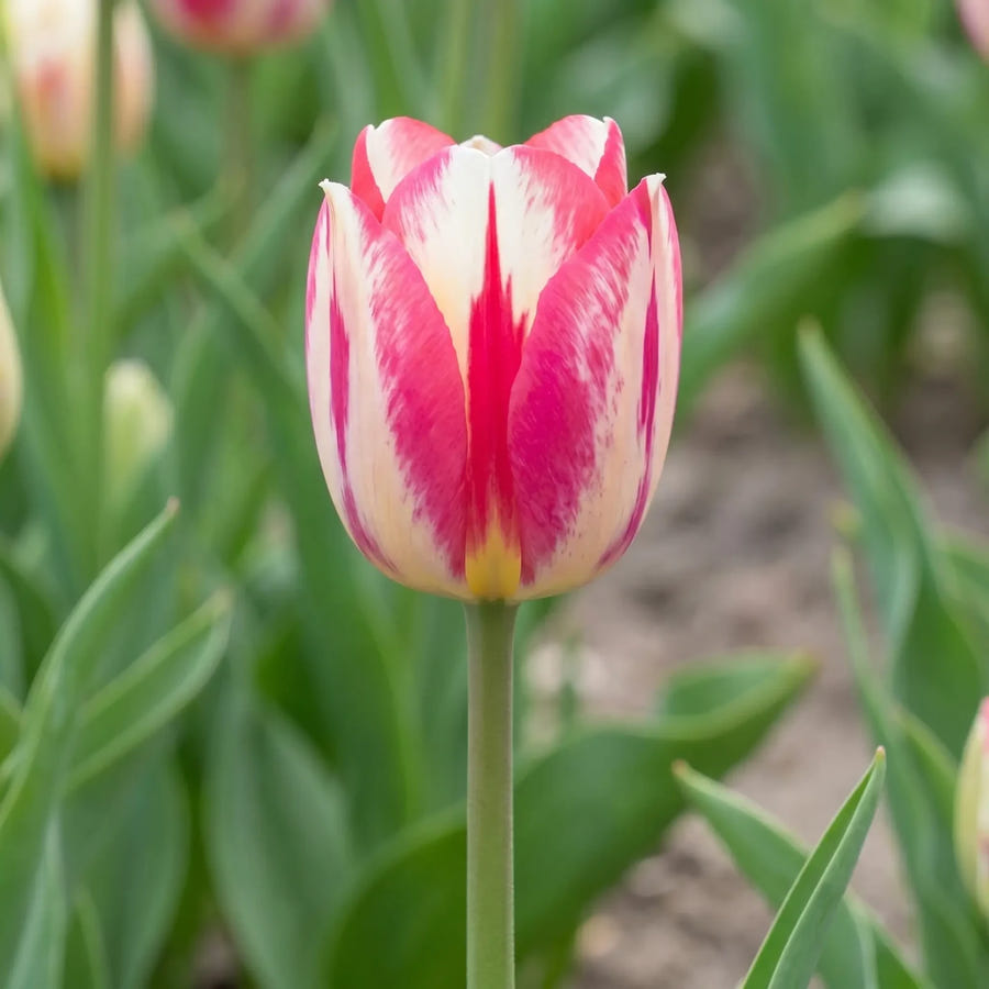 Tulipa Spryng Break — in de border