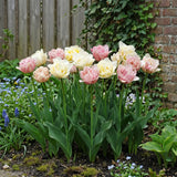 Tulipa Silk Road in een natuurlijke voorjaarsborder