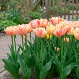 Tulipa Foxy Foxtrot in een natuurlijke voorjaarsborder