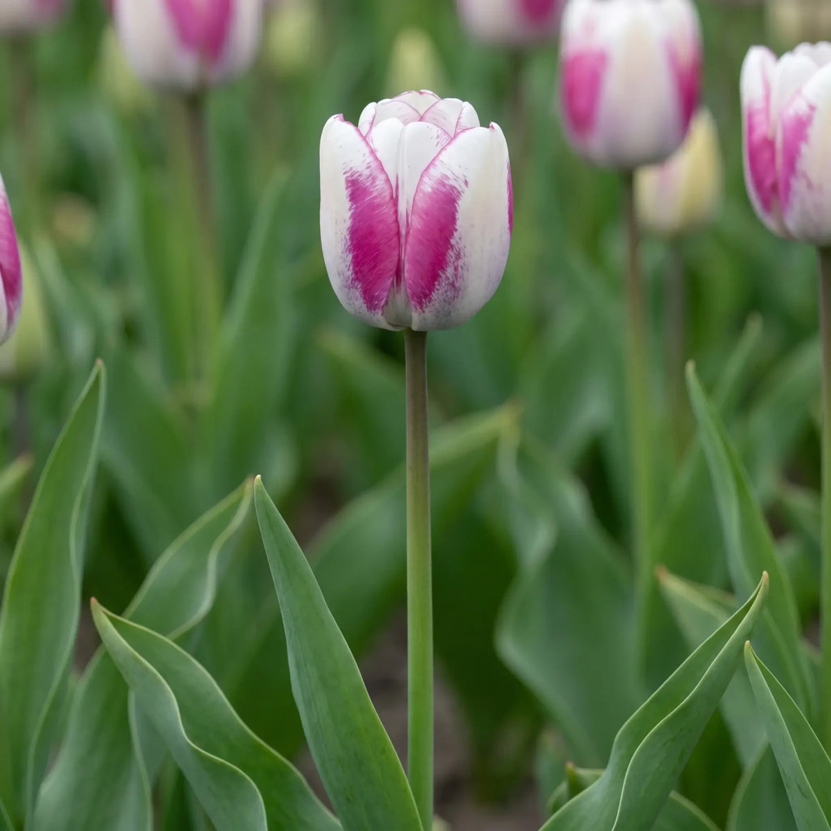 Tulipa Hotpants flower result