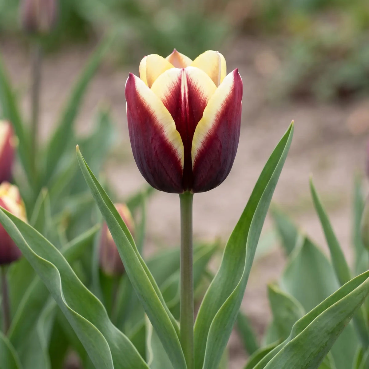 Tulipa Gavota flower result