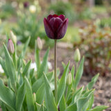 Tulipa Ronaldo flower result