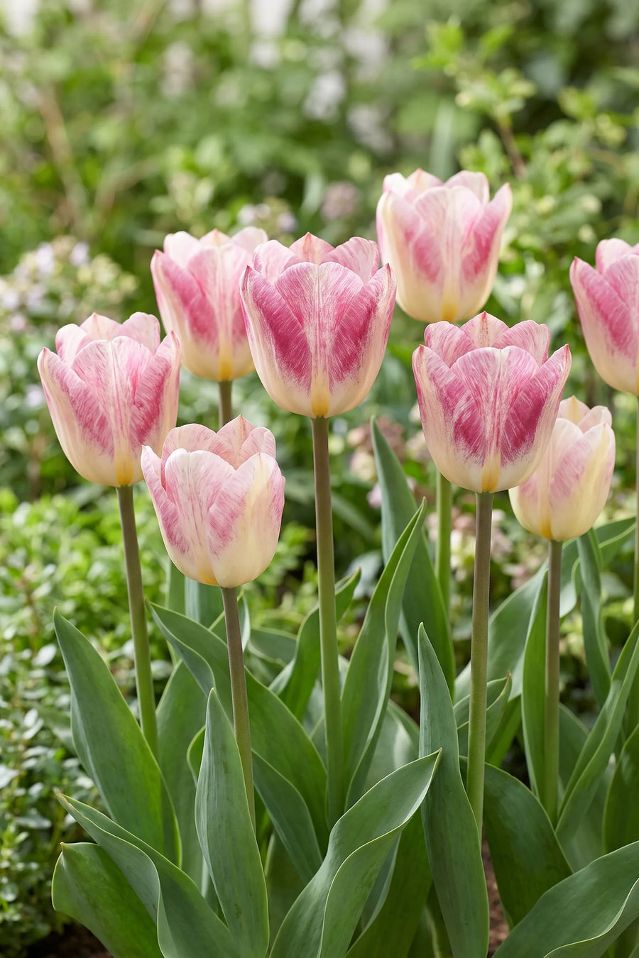 Tulipa Flaming Purissima in bloei in een voorjaarsborder