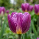 Tulipa Purple Prince close-up
