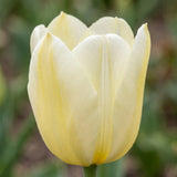 Tulipa Francoise close-up