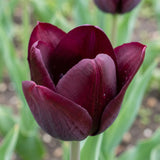 Tulipa Ronaldo close-up
