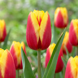 Tulipa Jan Seignette close-up