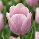 Tulipa Silver Cloud close-up