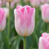 Tulipa Infinity close-up