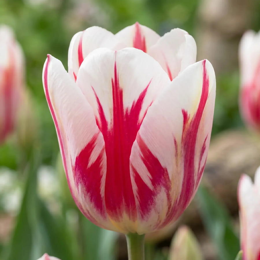 Tulipa Spryng Break — close-up van de bloem