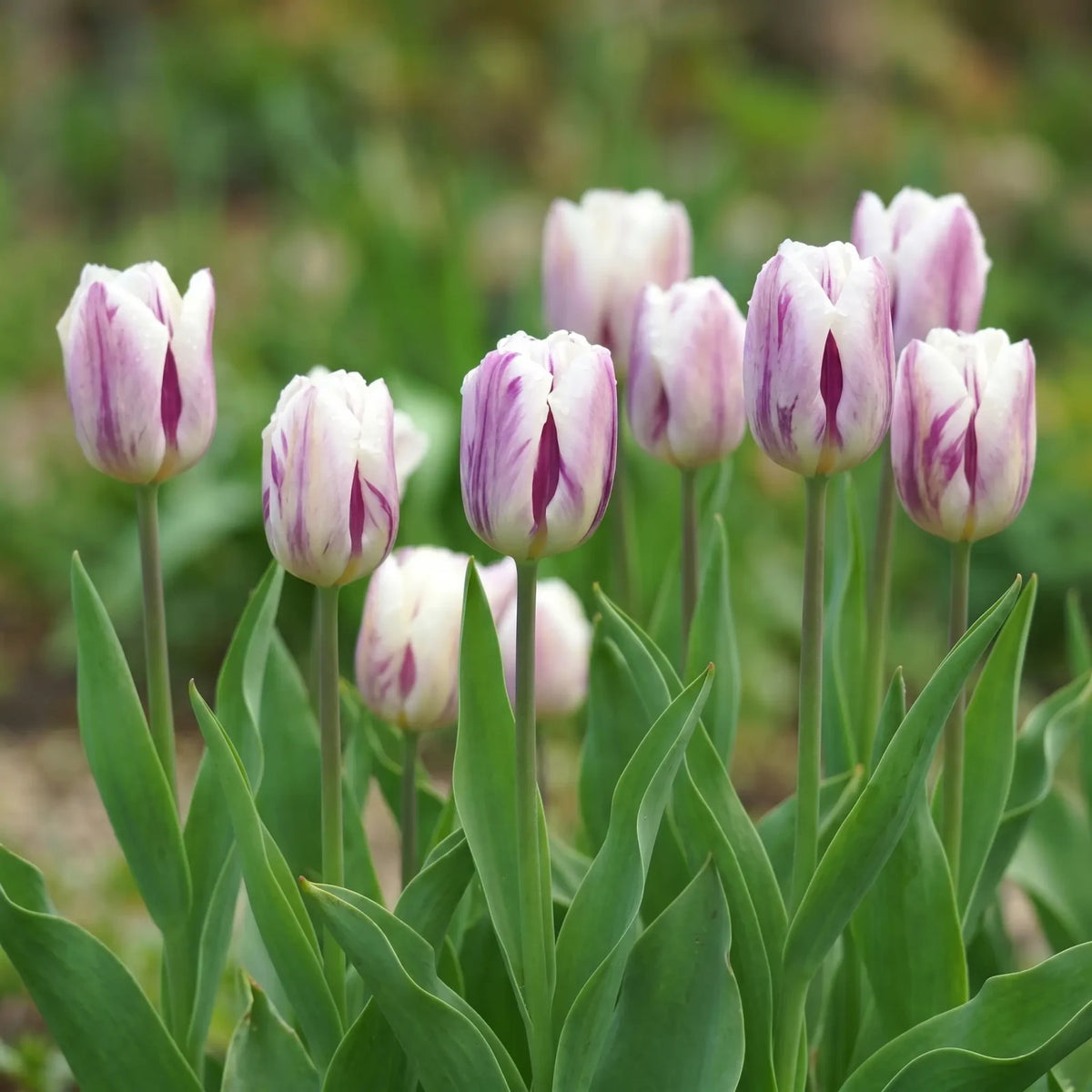Tulipa Flaming Flag group border
