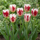 Tulipa Grand Perfection group border