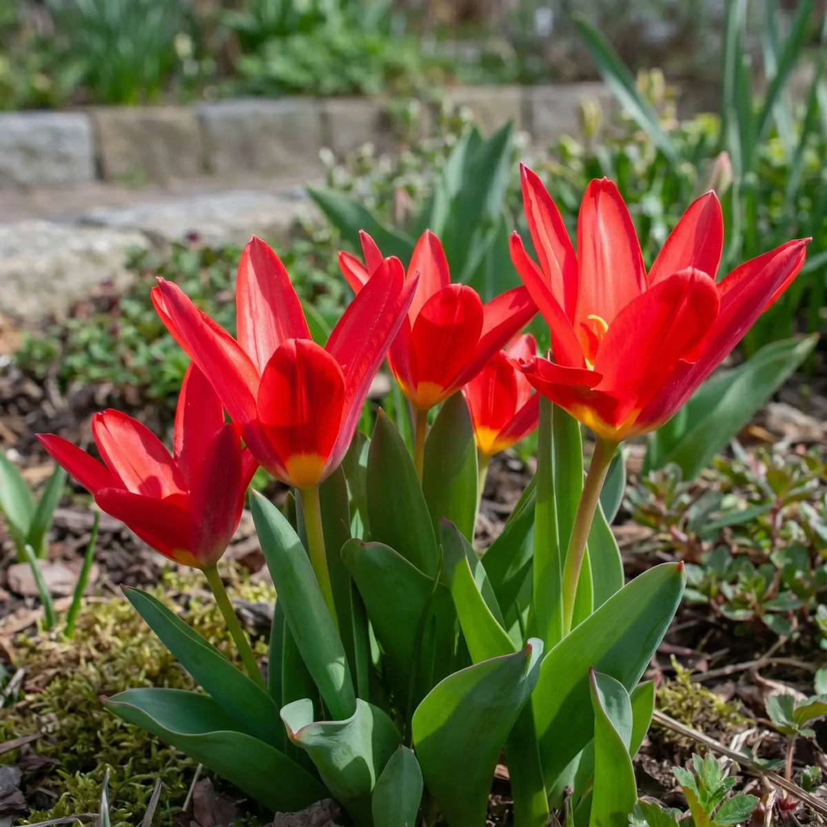 Groep Tulipa Scarlet Baby in een tuinborder