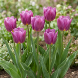 Tulipa Purple Prince group border