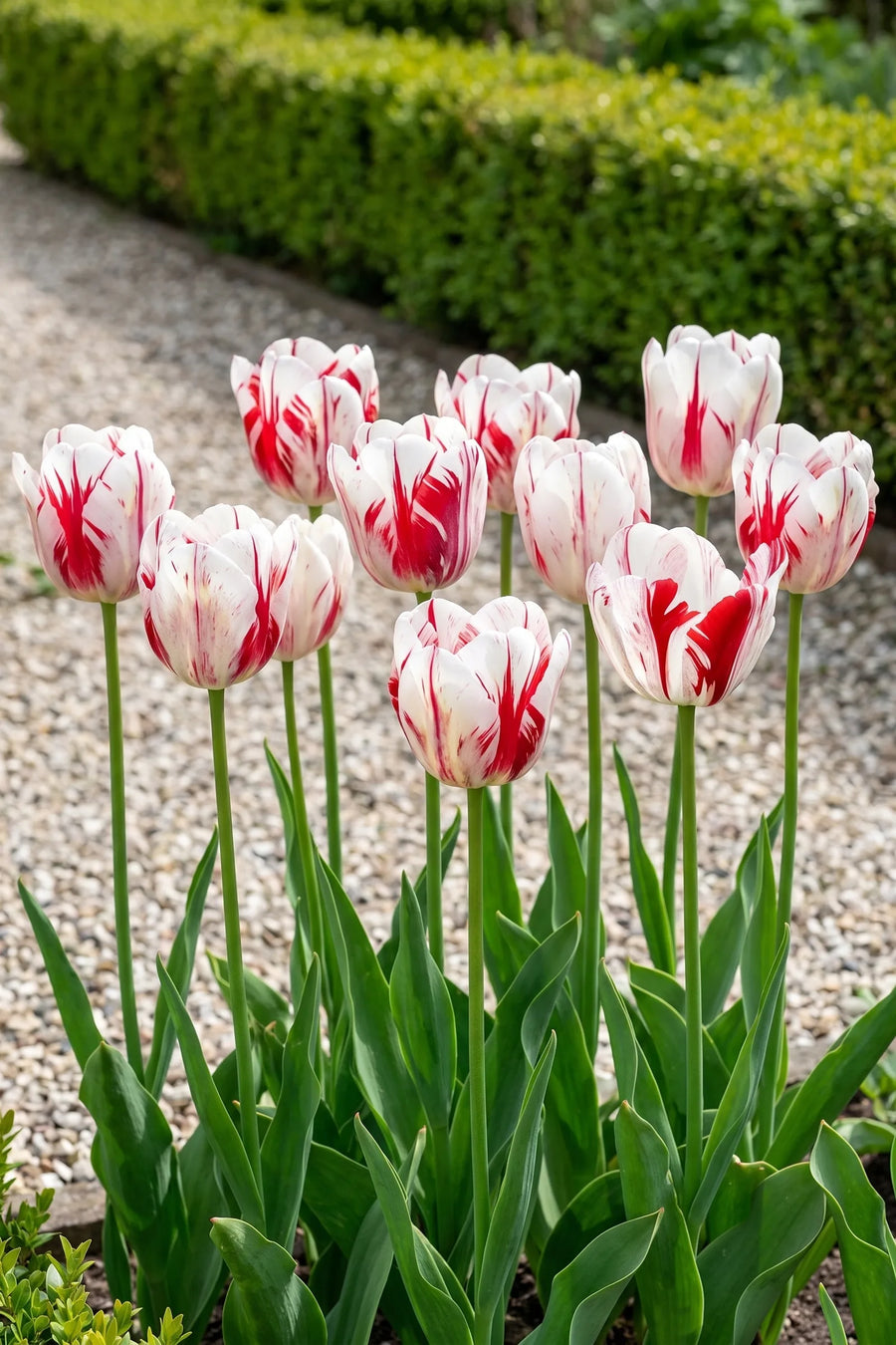 Tulipa One Direction — groep in de tuinborder
