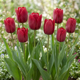 Tulipa Seadov group border