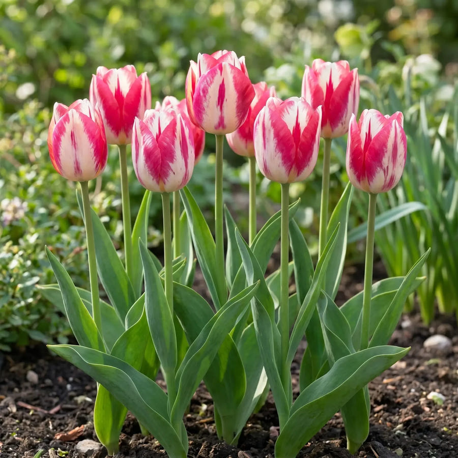 Tulipa Spryng Break — groep in de tuinborder
